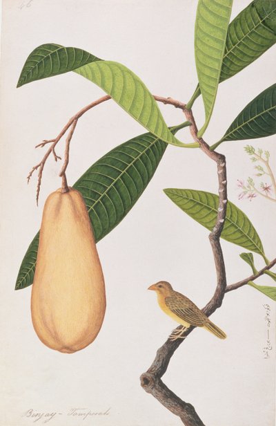 Baya Wever, uit Tekeningen van Vogels uit Malakka, c.1805-18 door Chinese School